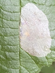 Phyllonorycter