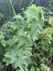Ribes americanum