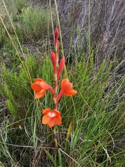 Watsonia