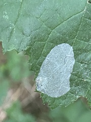 Phyllonorycter