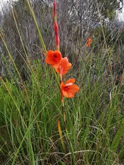 Watsonia