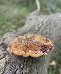 Inonotus hispidus