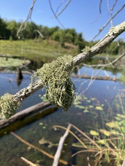 Usnea hirta
