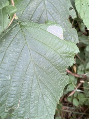 Phyllonorycter