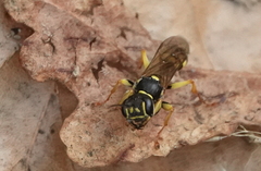 Mellinus arvensis