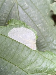 Phyllonorycter