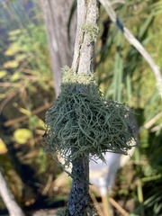 Usnea hirta