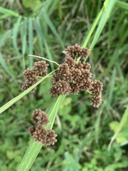 Scirpus atrovirens