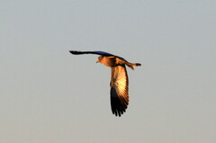 Vanellus senegallus