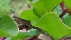 Anolis carolinensis