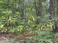Arbutus menziesii