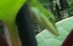 Anolis carolinensis
