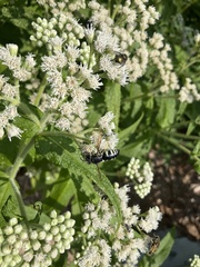 Bicyrtes quadrifasciatus