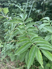 Sambucus canadensis