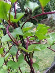 Anolis carolinensis