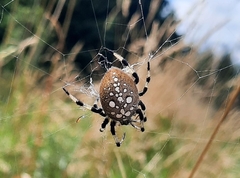 Araneus trifolium
