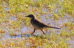 Motacilla capensis capensis