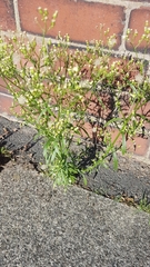 Erigeron canadensis