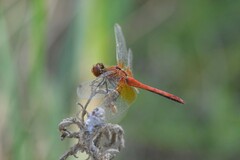 Sympetrum flaveolum