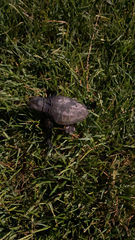 Caretta caretta