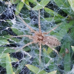 Allagelena gracilens
