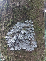 Lecanoromycetes