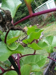 Anolis carolinensis