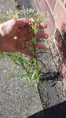 Erigeron canadensis
