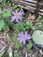 Cosmos diversifolius