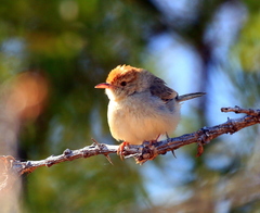 Cisticola fulvicapilla