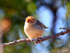 Cisticola fulvicapilla