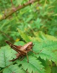 Pholidoptera griseoaptera