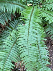 Polystichum munitum