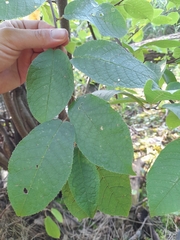 Prunus padus