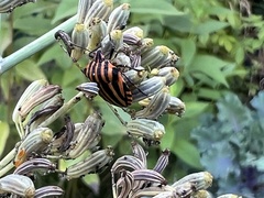 Graphosoma italicum italicum