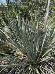 Asparagaceae