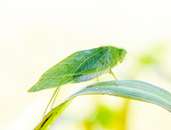 Microcentrum retinerve