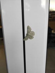 Pingasa abyssiniaria