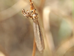 Macronemurus appendiculatus