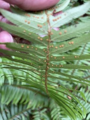 Polystichum munitum