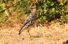 Turdus litsitsirupa