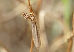 Macronemurus appendiculatus