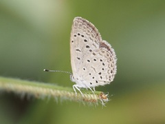Zizeeria knysna