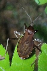 Lisarda rhypara