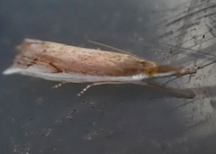 Raphiptera argillaceellus