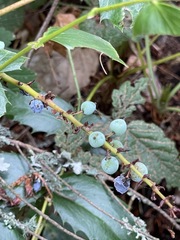 Berberis nervosa