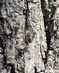 Platycryptus undatus