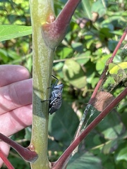 Lycorma delicatula