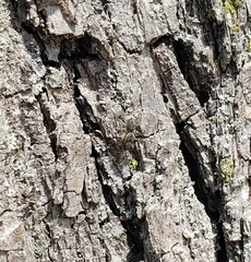 Platycryptus undatus