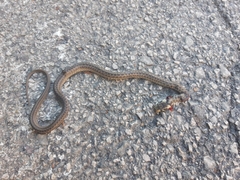 Zamenis longissimus